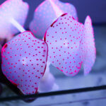 Aquarium Decorations Glowing Mushroom Glowing Coral Ornaments for Fish Tank Decorations