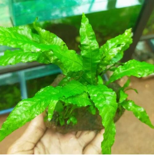 Java Fern Wrinkle