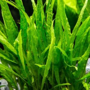 Narrow leaf java fern