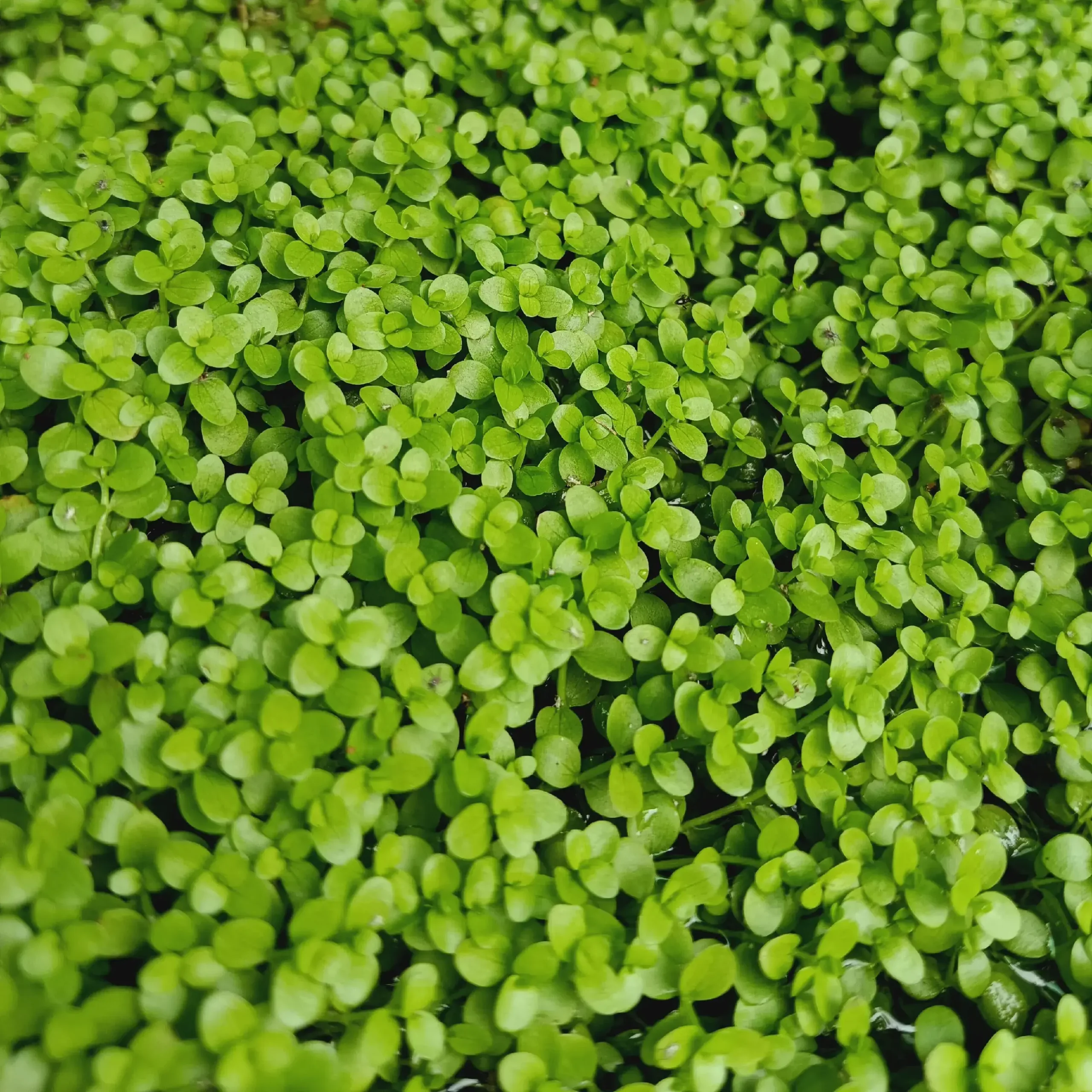 Esperar - Monte Carlo Aquarium Plant for Sale