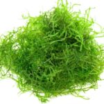 Java Moss - Versatile Live Aquarium Plant for Aquascaping & Freshwater Tanks