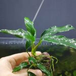 ANUBIAS GLABRA