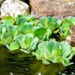 Water Lettuce (Pistia stratiotes) Live Plant