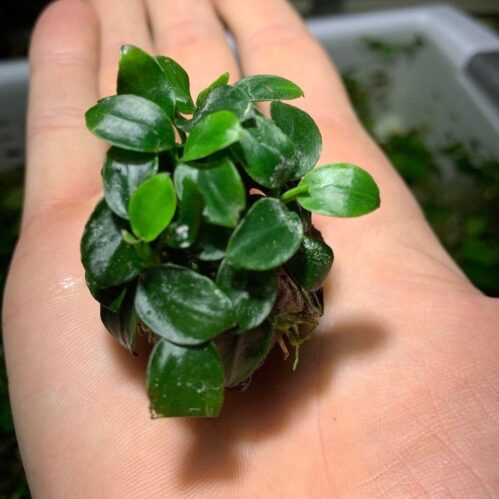 Anubias Nana Petite