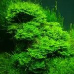 Peelia Moss - Lush Aquatic Plant for Aquariums and Aquascapes