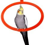 Bird Toys & Swings – Multicolor Hanging Oval Rings with SS Hook | Ideal for Love Birds, Finches, Budgies & Small to Medium Pet Birds