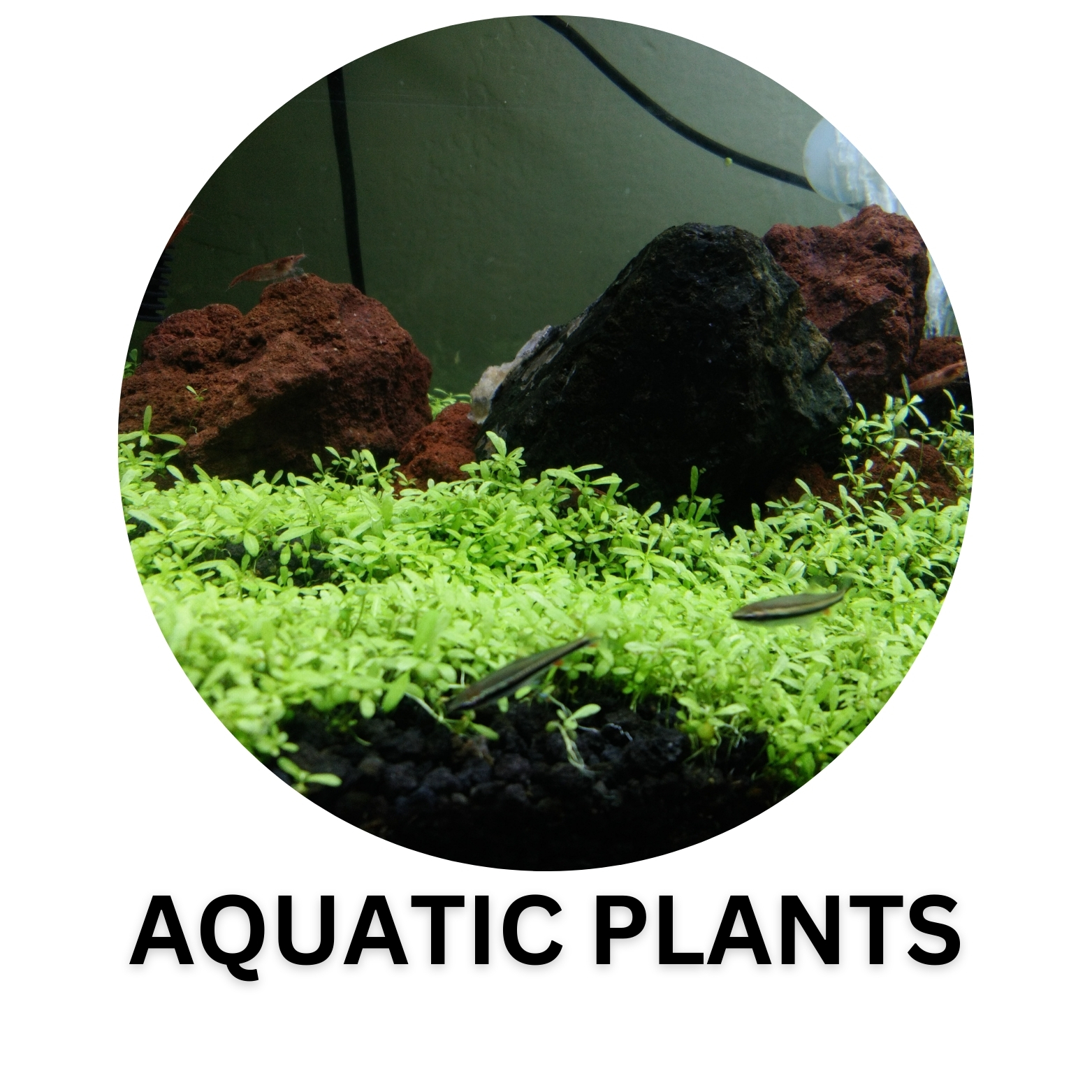 AQUATIC PLANT