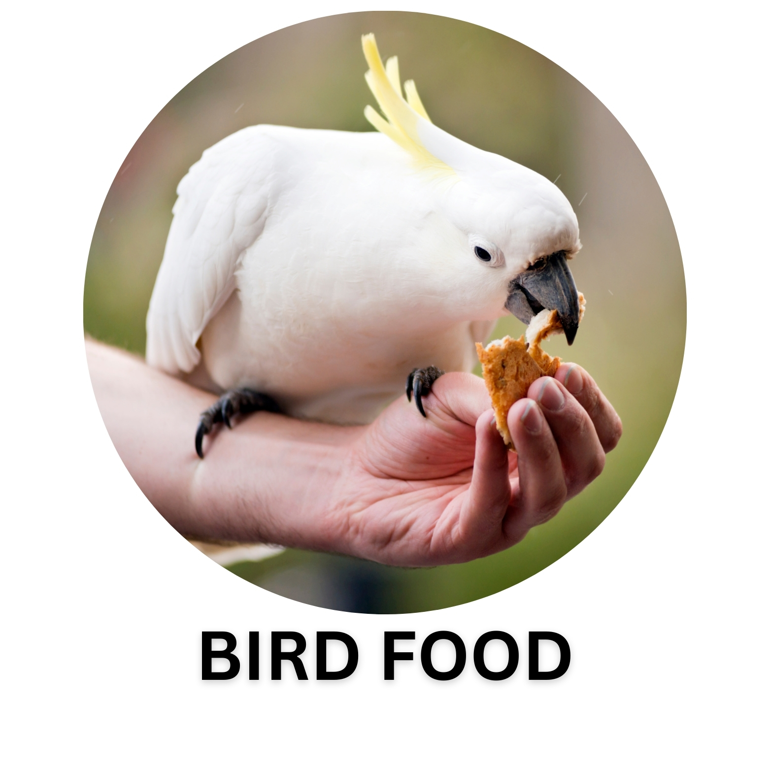 BIRD FOODS