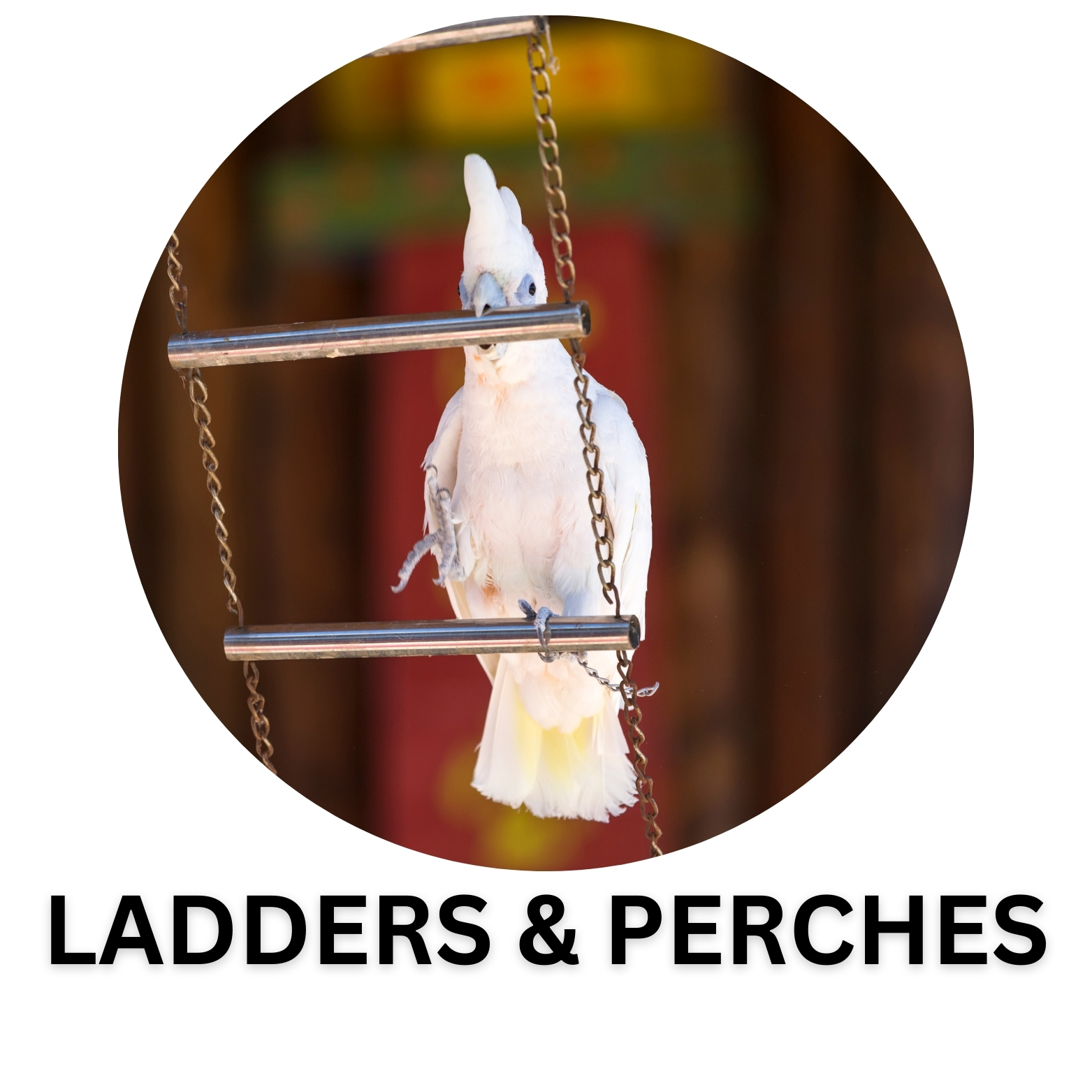 BIRD LADDERS & PERCHES