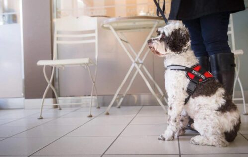 Service Dog Harness