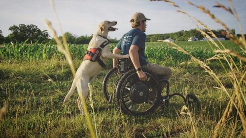 Service Dog Harness