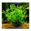 Windelov Fern