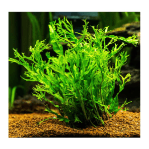 Windelov Fern
