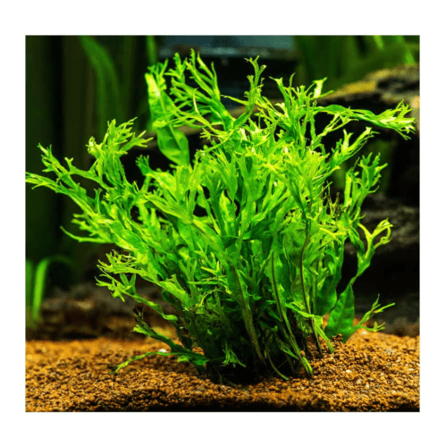 Windelov Fern