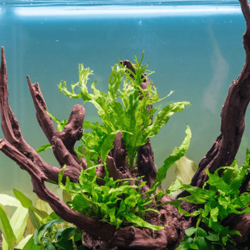 Windelov Fern