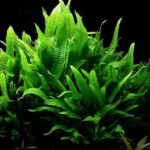 Java Fern (single plant)