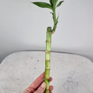 Lucky bamboo plant