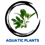 Home 14 AQUATIC PLANT