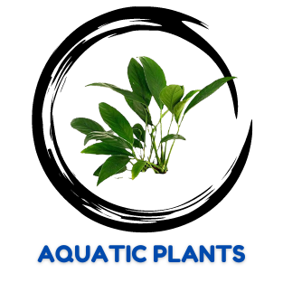 AQUATIC PLANT