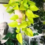 Buy Golden Money Plant – Best Indoor Plant for Air Purification & Home Décor