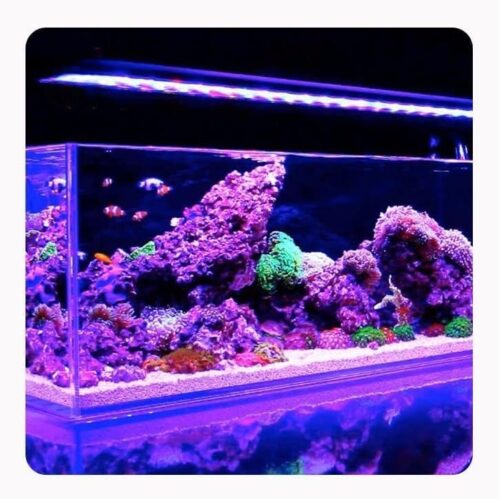 Natural White Sand Suitable for Marine and Cichlid Tank