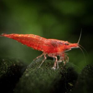 Red cherry shrimp