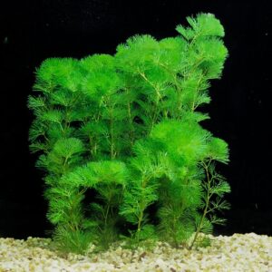 Green Cabomba - Single stem