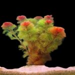 Red Cabomba - single stem (Cabomba Furcata) LIVE Aquarium Plants