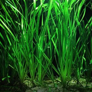 Jungle Val Vallisneria - Single stem