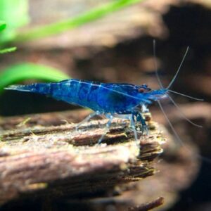 Blue shrimp