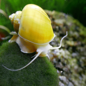 Golden Apple Snail