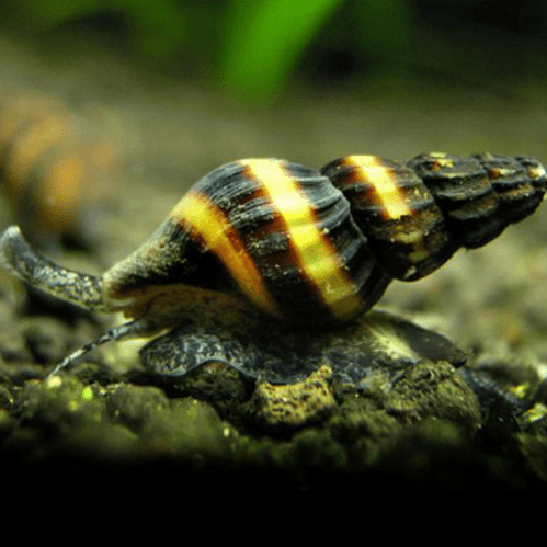 Assassin Snail