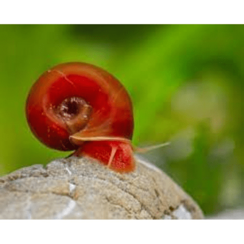Red Ramshorn Snail