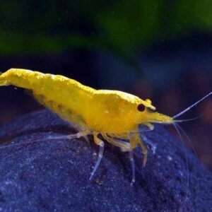 Yellow Shrimp