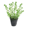 Rotala rotundifolia ‘Green’