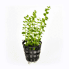 Rotala rotundifolia ‘Green’