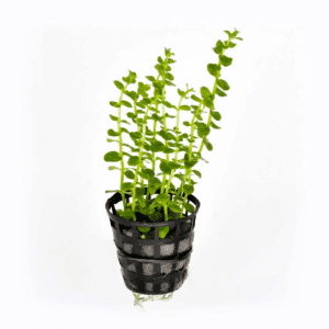 Rotala rotundifolia ‘Green’