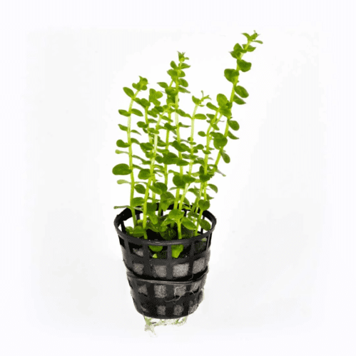 Rotala rotundifolia ‘Green’