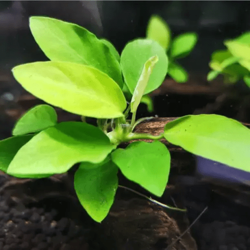 Anubias Nana Gold
