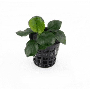 Anubias Coin Leaf