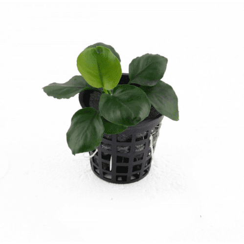 Anubias Coin Leaf