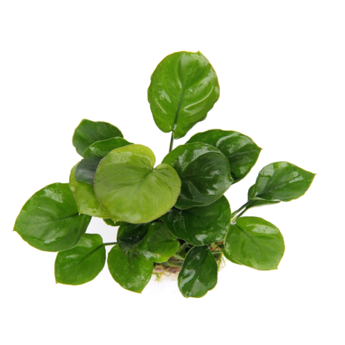 Anubias Coin Leaf