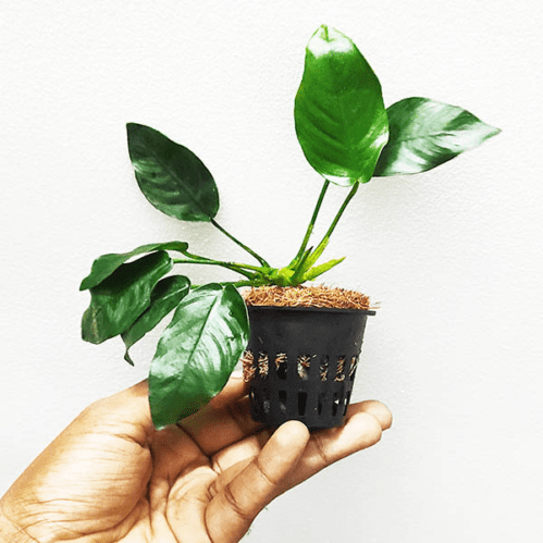 Anubias giant nana