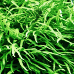 Needle fern