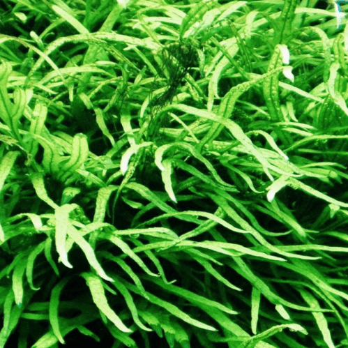 Needle fern