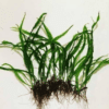 Needle fern