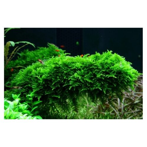 Christmas Moss