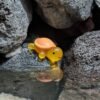 Small Aquarium Turtle Toy