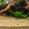 Natural Nile River Sand for Aquarium Fish Tank