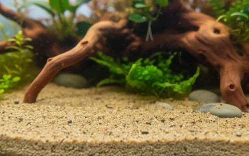 Natural Nile River Sand for Aquarium Fish Tank